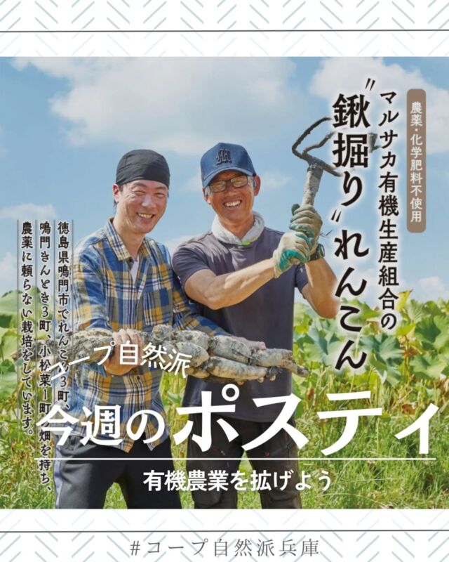 🍅@coop.shizenha.hyogo
ポスティ＼マルサカ有機生産組合の“鍬掘り”れんこん／

徳島れんこんは粘土質の土壌で栽培されており、鍬を使って一本一本丁寧に掘り出します。栽培期間中は常に水を張っている状態なので、れんこんが光合成をしっかりと行えるように虫と雑草を除去しています。そのため、年に一度の「健康な土づくりがとても大切」と坂東さんは言います。
ポスティ表紙で紹介している「徳島れんこん」をぜひお試しください。

▶特集:有機農業を拡げよう

▷【クリスマスオンライン先行予約受付開始】
　➡28、29号予約でオンライン先行予約特典
　　最大5％OFF＋ポイント10倍プレゼント！
▷【新春おせちオンライン先行予約受付中！】
　➡28号までの予約で、最大5％OFF！
　　自然派Styleおせち注文でポイントプレゼント！
　　無添加、さらに今年の三段重はお重を吉野杉
　　(間伐材)活用したサスティナブルな容器です。
▷【第1回　seedのチーズケーキ定期便】
　➡コープ自然派でおなじみ「seed」の
　　チーズケーキ定期便が始まります
　　
＊商品案内・ポリ袋・食材セットトレイの回収に
ご協力をお願いします＊
コープ自然派では資源循環と廃棄物の削減のため、
商品案内(カタログ)や容器・包装を回収しています。

 −−−−−−−−−−−−−−−−−−−−−−−−−−−−−−−−−−−−

コープ自然派兵庫
組合員より発信中✈
選ぶもので社会は変わる
選ぶことで未来を変えよう
@coop.shizenha.hyogo

−−−−−−−−−−−−−−−−−−−−−−−−−−−−−−−−−−−−

#ポスティ 28号
#有機農業を拡げよう
#有機れんこん
#土作り
#食と農と環境は一体
#生協 #コープ自然派 #コープ自然派兵庫 #コープ自然派のあるくらし #生協宅配 #生産者さんに感謝 #オーガニックな暮らし #無農薬 #遺伝子組み換えでない  #自然を守る #国産オーガニック #ネオニコフリー #エシカルライフ #選ぶ